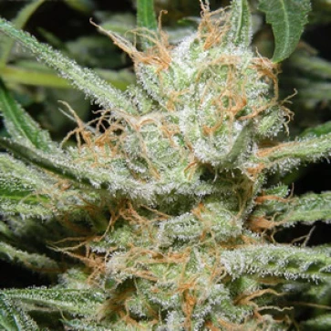 Diesel Ryder Autoflowering Feminised Hemp Seeds